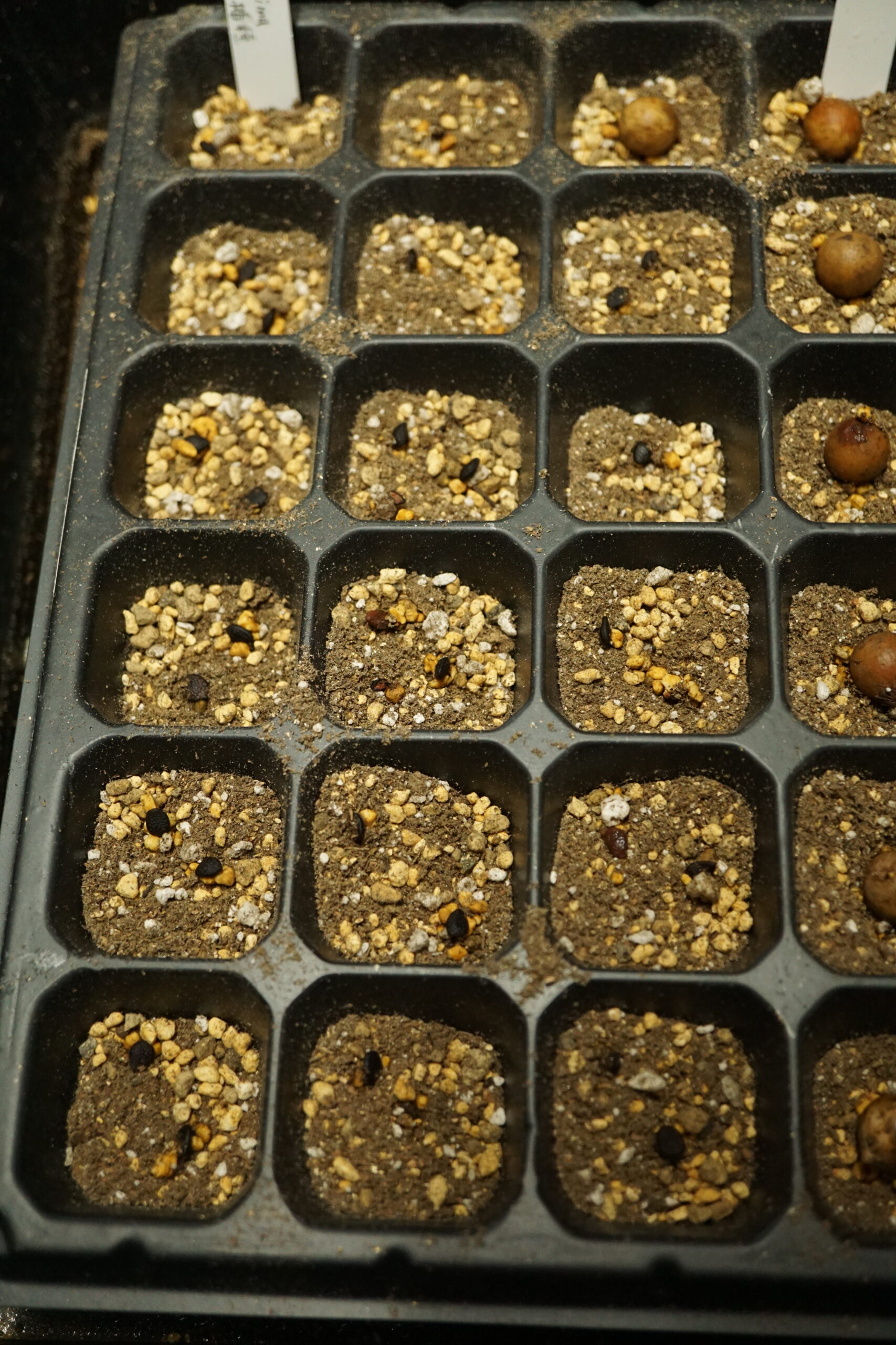 パッシフローラ モリッシマの播種 種まき 実生の管理 シン プランツ