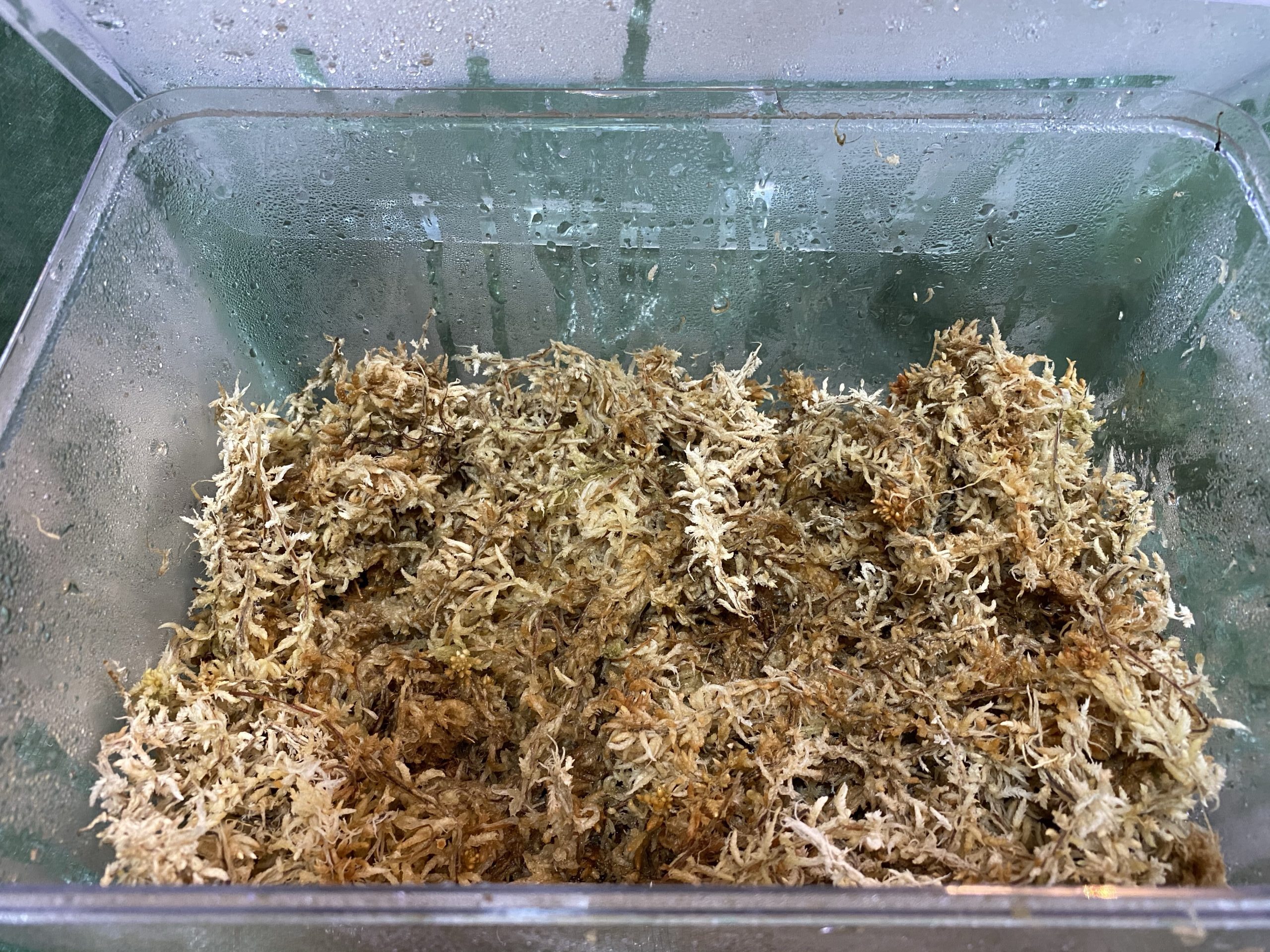 水ごけを使った葉挿しの方法について シン プランツ