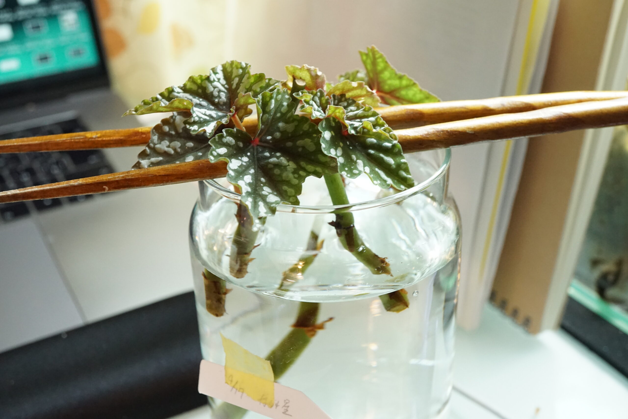 ベゴニアの挿木と葉挿しやってみた シン プランツ