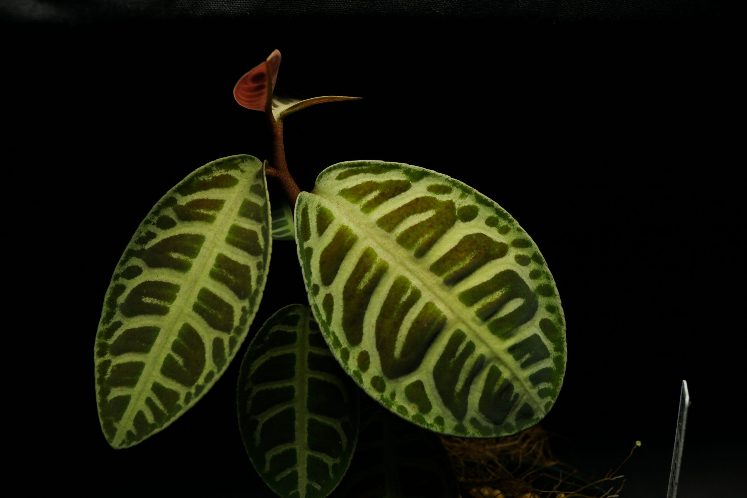 Labisia sp. from Riau, Sumatra [LA0815-01]（ラビシア sp.） | シン・プランツ